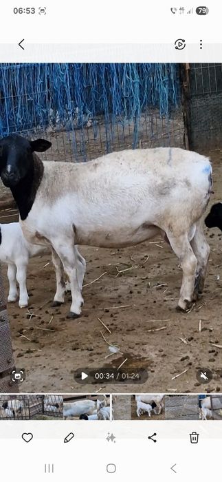 Oaie dorper la a 2 fatare, pereche,