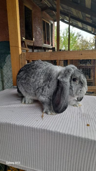 Femele berbec german