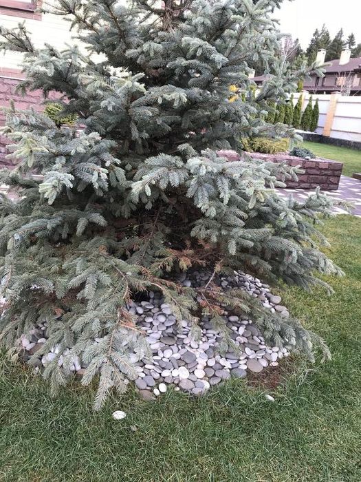 Садовник Обработка Лечение хвойных, декоративных деревьев растений .