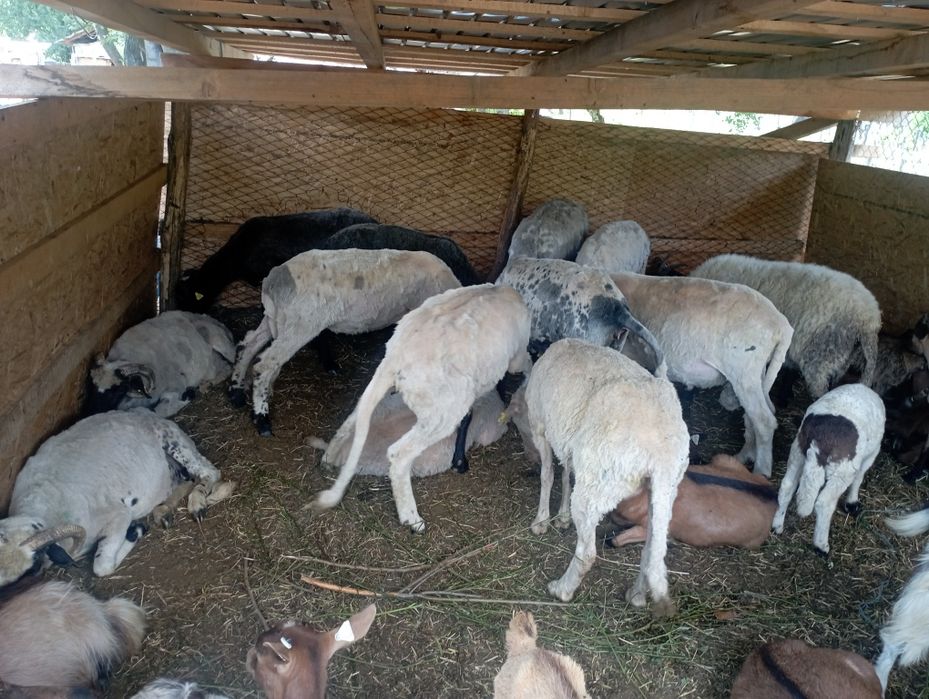 13 oi și o mieluță și un berbec