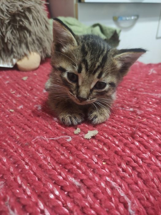 Отдам милого котёнка