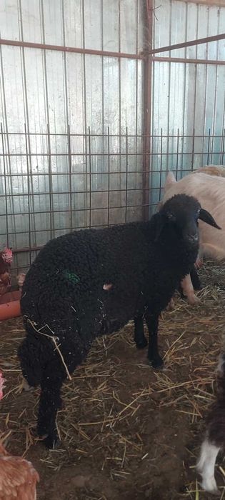Mieluta Caracul disponibila