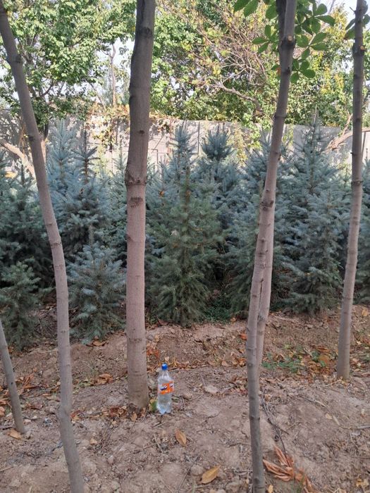 Archa goluboy, serebrestiy Ель голубая - chiroy sifat narx uygunligi