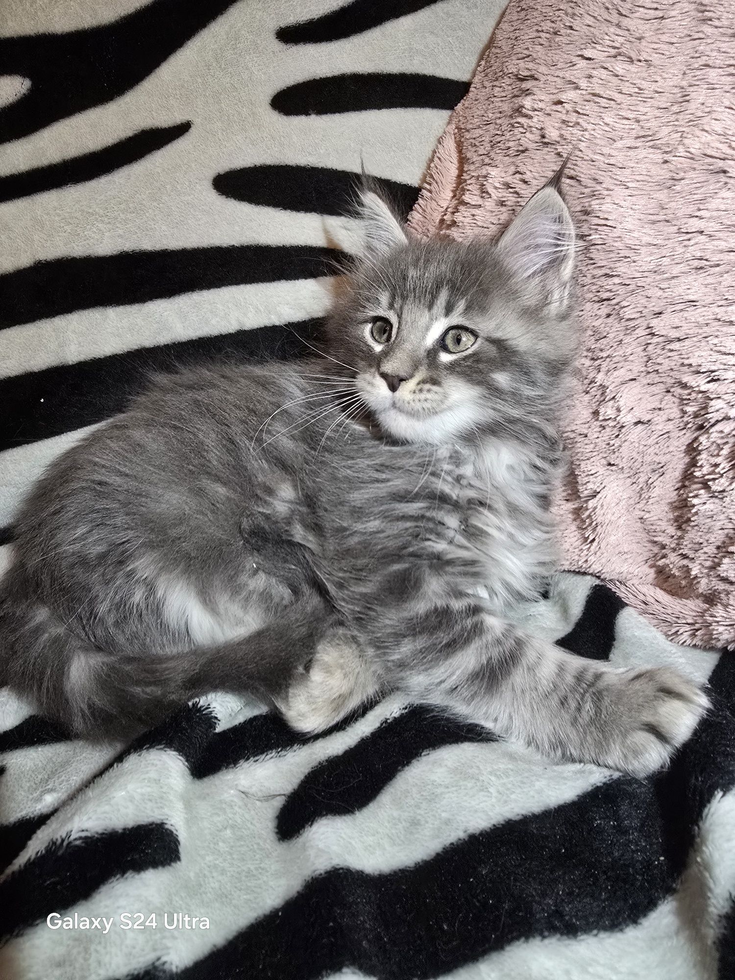 Мейн Куун котенца