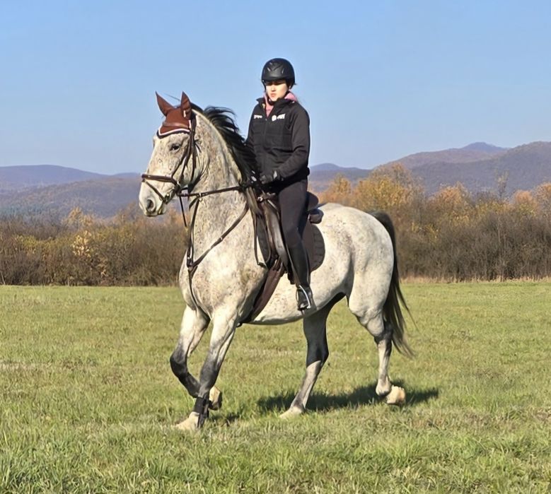 Cai de Sport Lipițan, KWPN