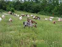 Capre de vanzare