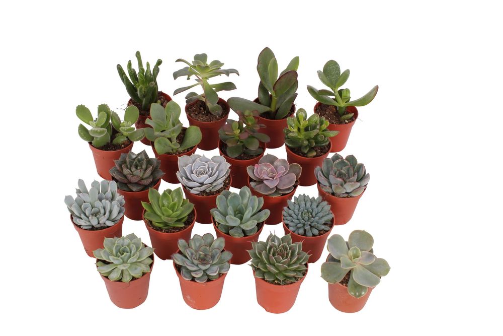 Mărturii Nuntă plante suculente