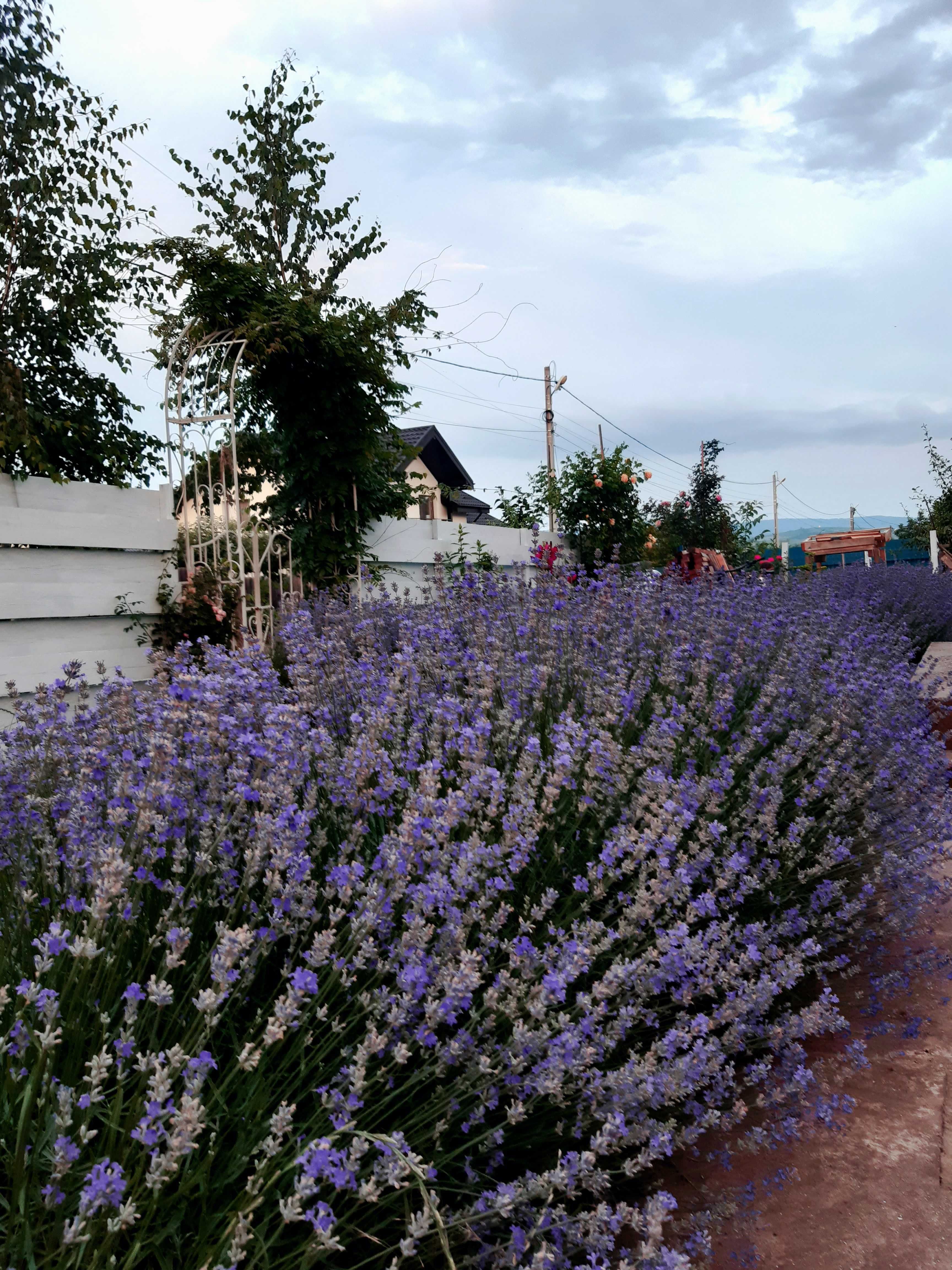 Tufe mari de Lavanda