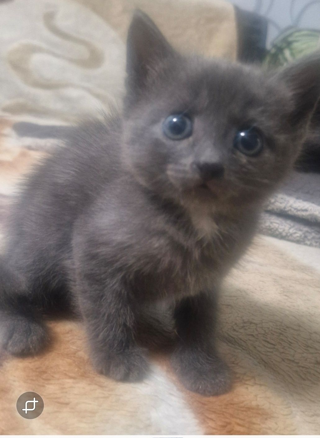 Отдам котёнка в добрые руки