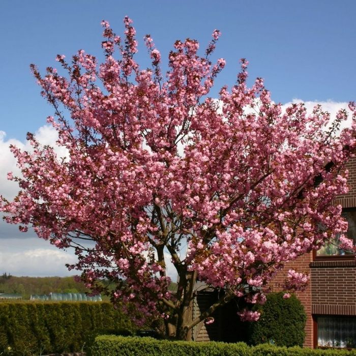 Pomi Ornamentali  cires japonez  kanzan