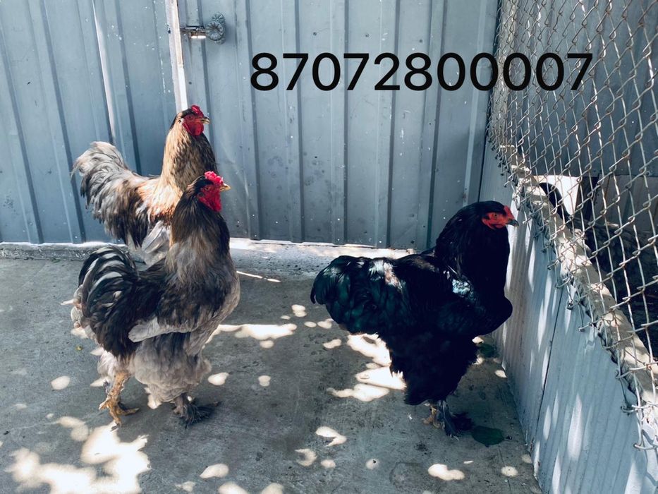 Петухи.  Черная И Голубая Брама.