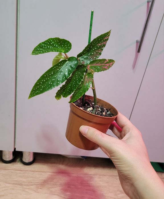 Продам комнатное растение Бегония тамая