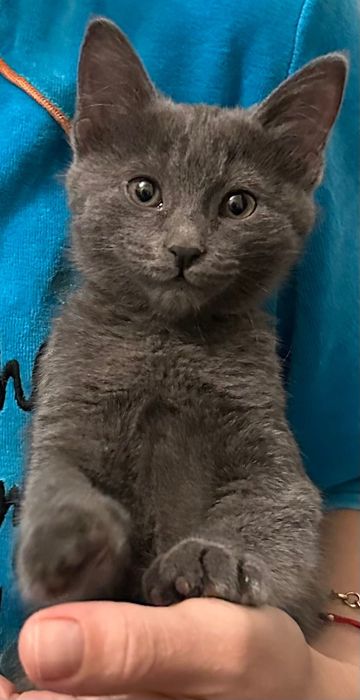 Котенок Чирчик бесплатно