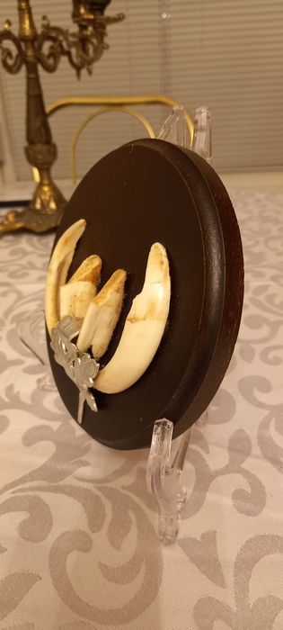 Немски трофеи диво прасе, документ, трофей