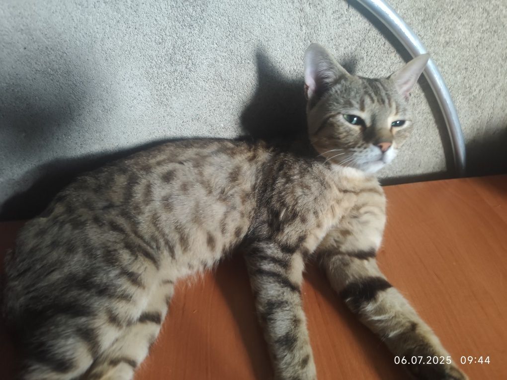 Кот в любящие руки
