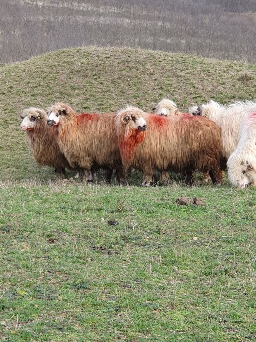 Vând oi 6 și un berbec