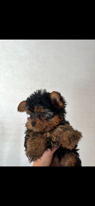 Йоркширски териери