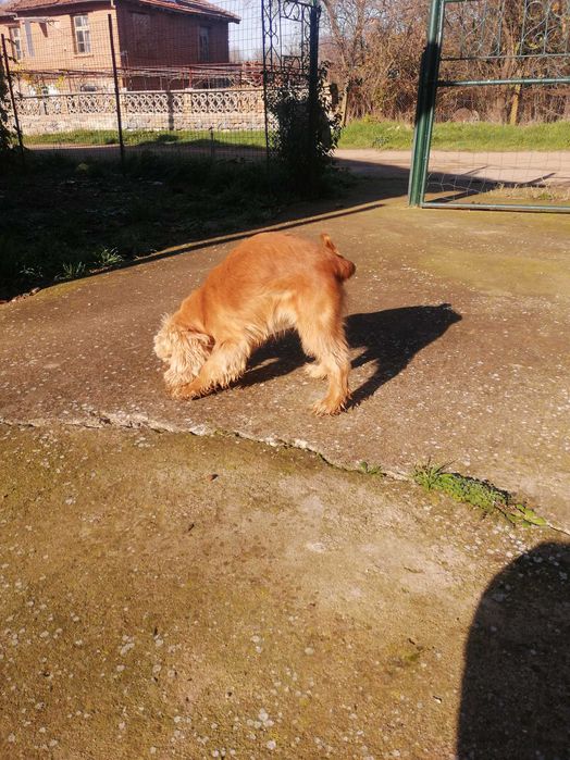 Женско Куче за трюфели