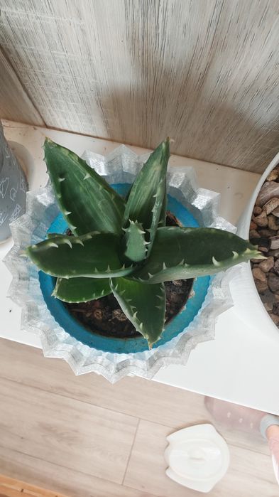 Кактусы и суккуленты