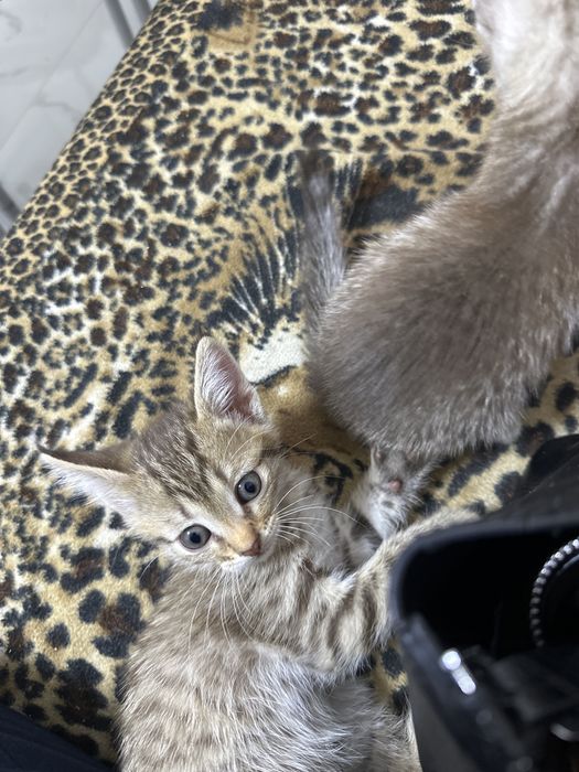 Отдадим в добрые руки