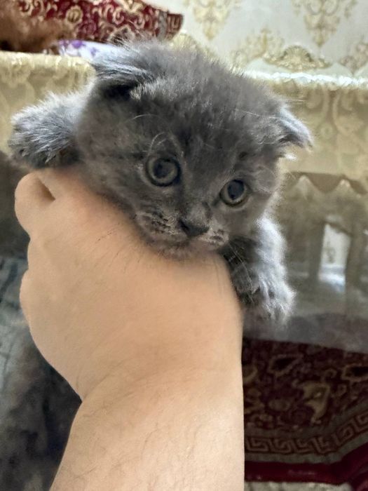 skotish fold 850 ming kami yo