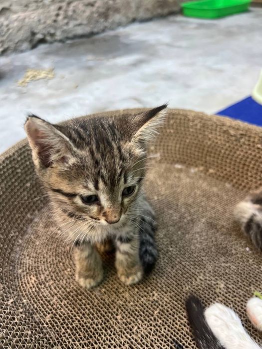 Бесплатно котята в добрые руки