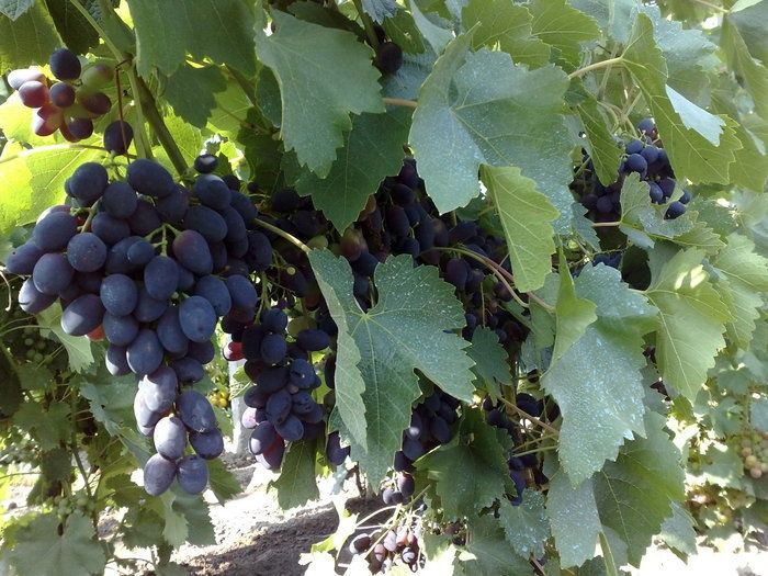 Vita de vie altoita nobila soiri de masa negre