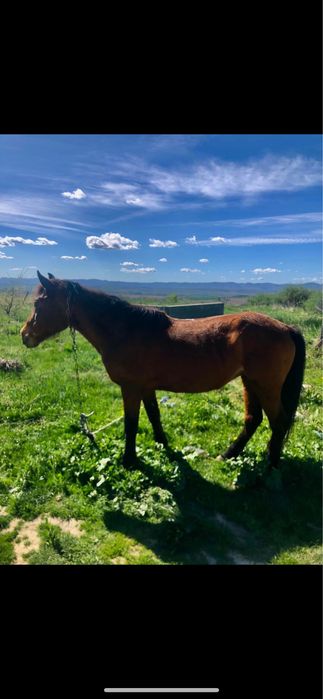 свободна кобила