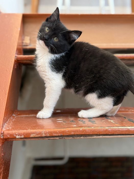 Отдам Котенка девочка возраст 1,5 месяца