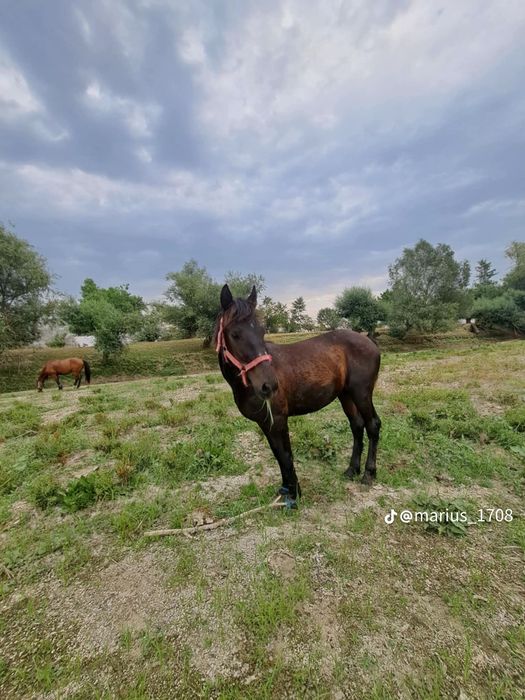 Vand iapa și mânz iapa are 4 ani și mânzul 11 luni și trebui sa fete