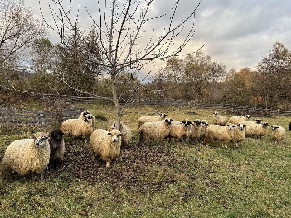 Vand miori si stramiori 18 breze si oacheșe