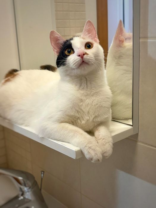 Ești smart? Adoptă o pisică pe măsură!