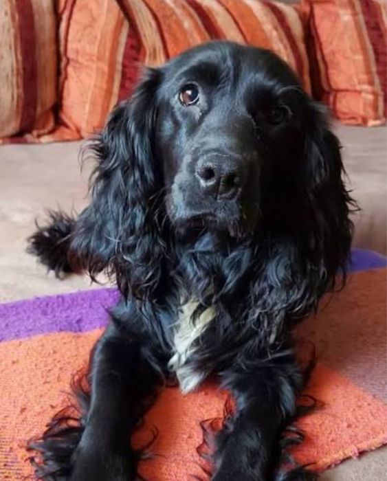 Продам собоку породистую черный спаниель