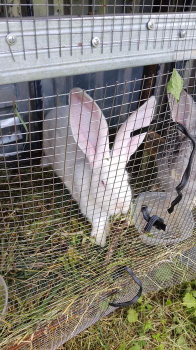 Кролики велекани