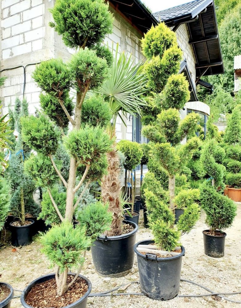 Plante ornamentale Tuia si alte specii