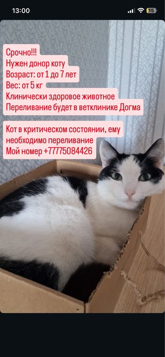 Ищу донора для кота срочно