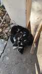 pisici spre adoptie