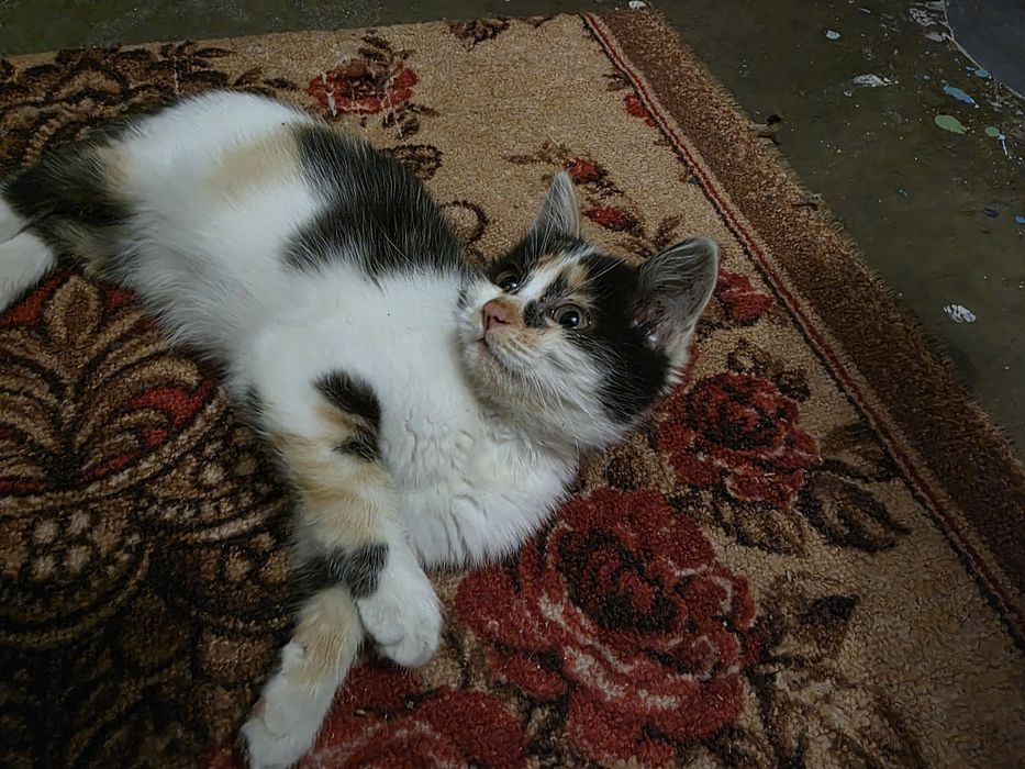 Котёнок ласковый,  трехцветка