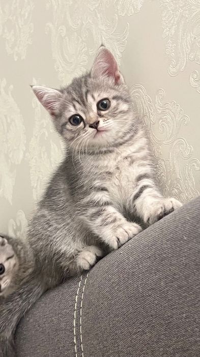 Котенок шотландка Scottish Straight девочка