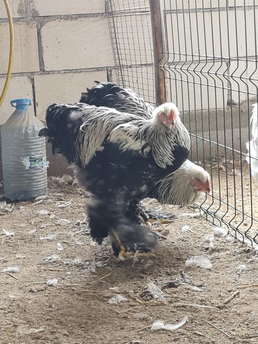 Brahma Herminat inchis