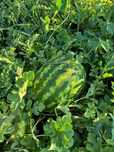 Pepene Verde (lebenită)