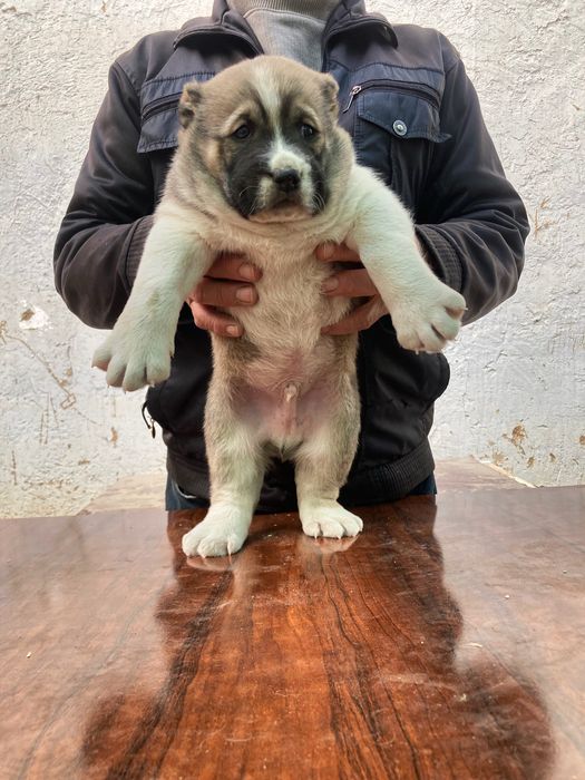 Щенок алабая ( мальчик ) супер гигант