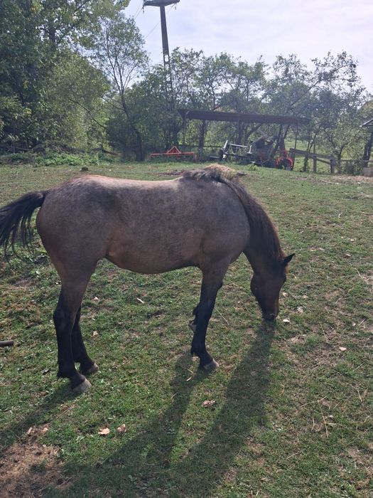 De vînzare mînză vîrsta 16 luni foarte cuminte și frumoasă.