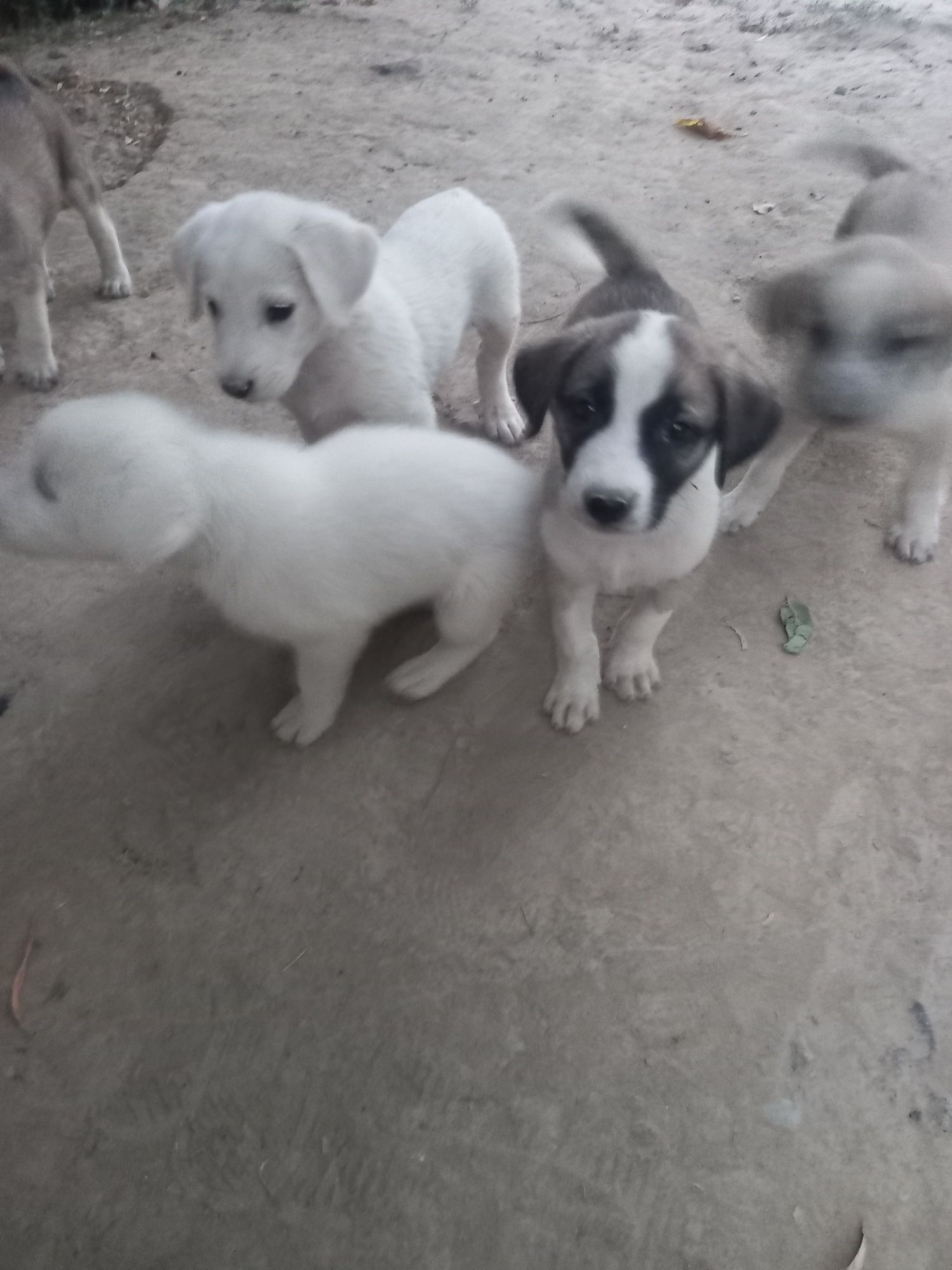 Alabay bolasi 7 ta 2 haftali