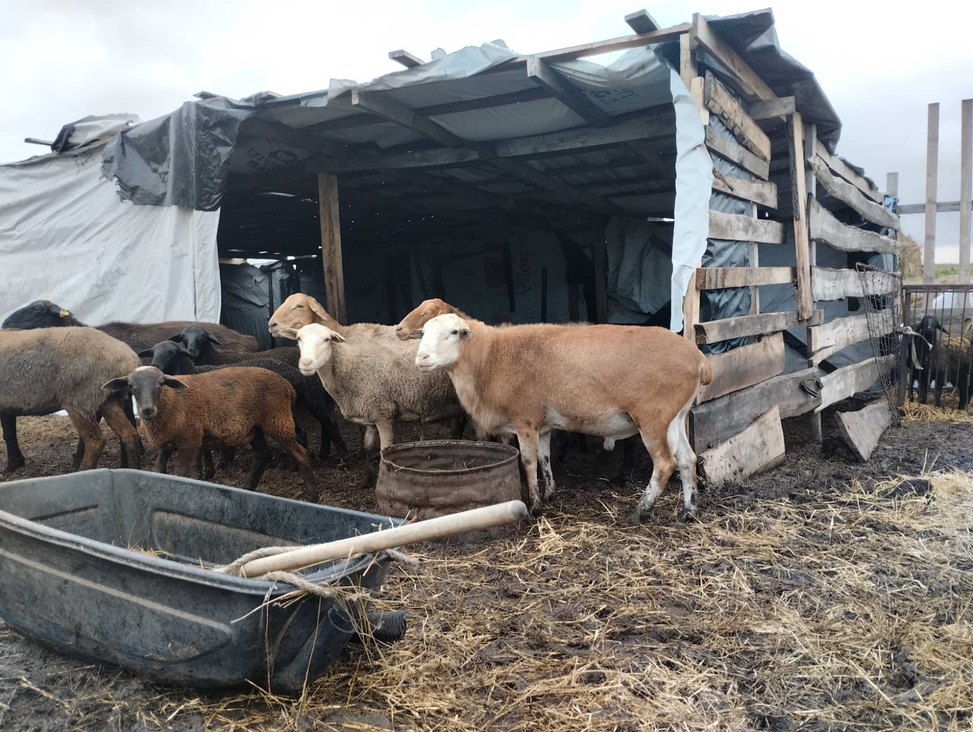 Катумский баран обменяю либо продам