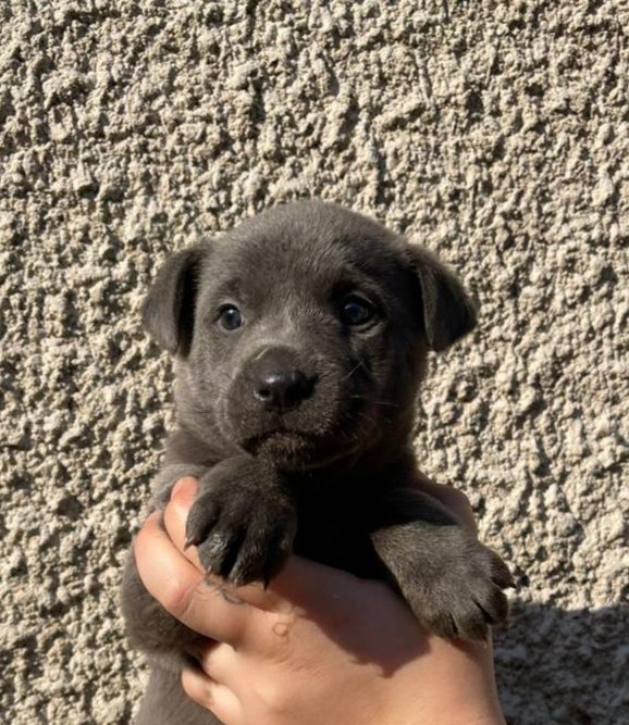 Отдам в добрые руки