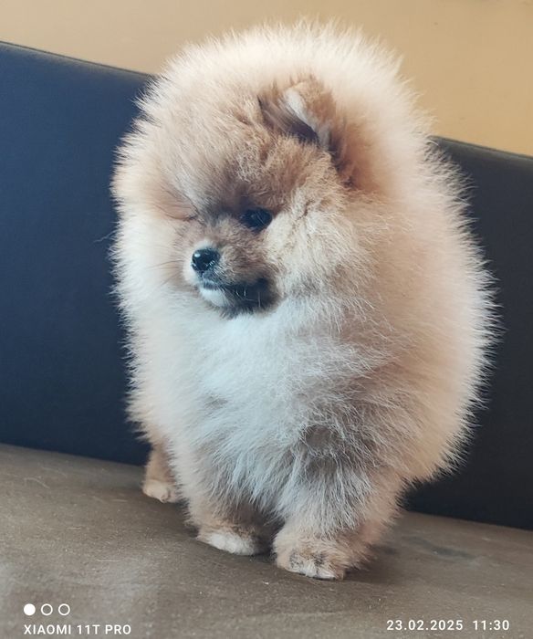 Померан, померанче