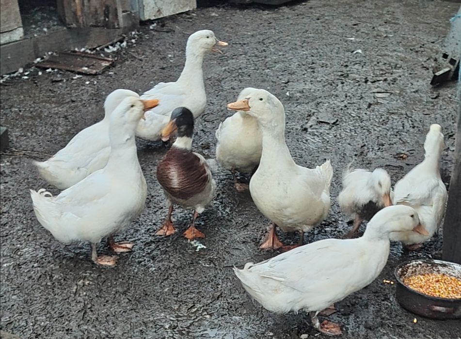 Vând rate la bucata sau toate 9buc