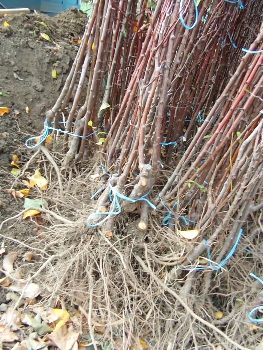 Овошни дървета цена 7лв на дребно