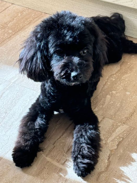 Мальтипу Мальчик ВЯЗКА.